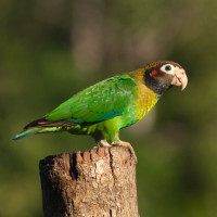 Brown-headed Parrot
